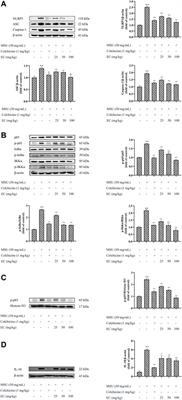 (−)-Epicatechin Ameliorates Monosodium Urate-Induced Acute Gouty Arthritis Through Inhibiting NLRP3 Inflammasome and the NF-κB Signaling Pathway